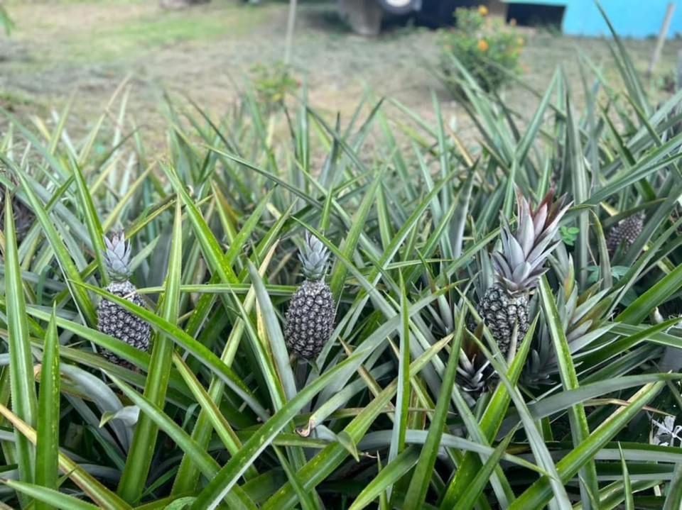 Durian Ecolodge Tampin Kültér fotó