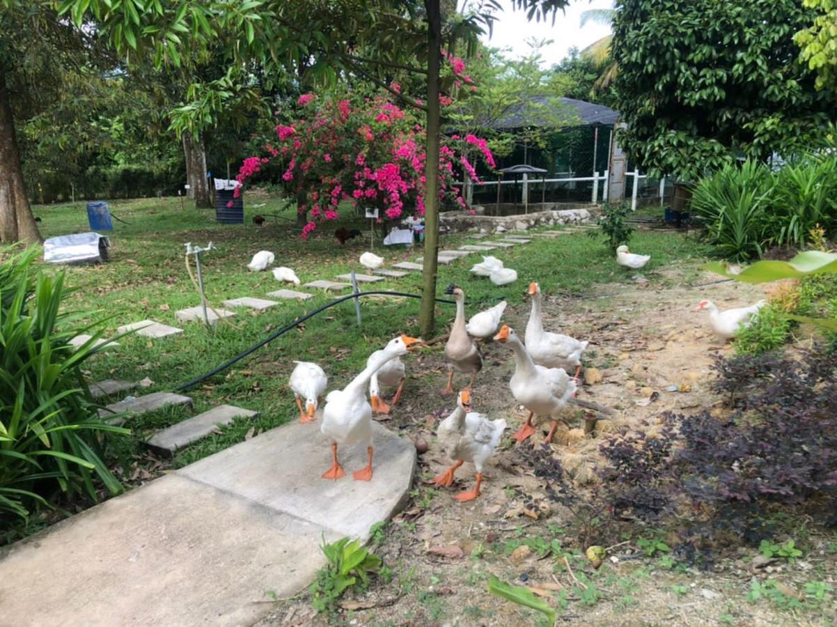 Durian Ecolodge Tampin Kültér fotó